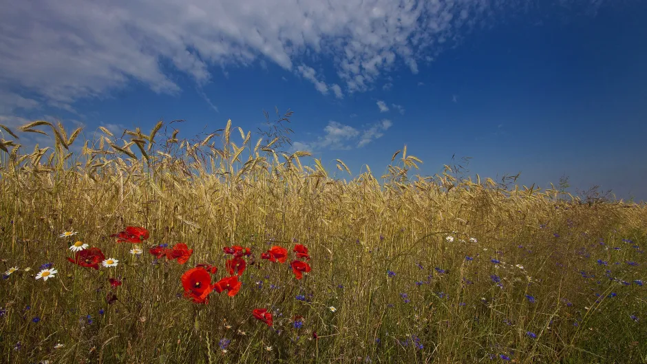 Blick endsommerliches Getreidefeld unter blauem Himmel mit einigen Kamille- und Mohnblüten im Vordergrund